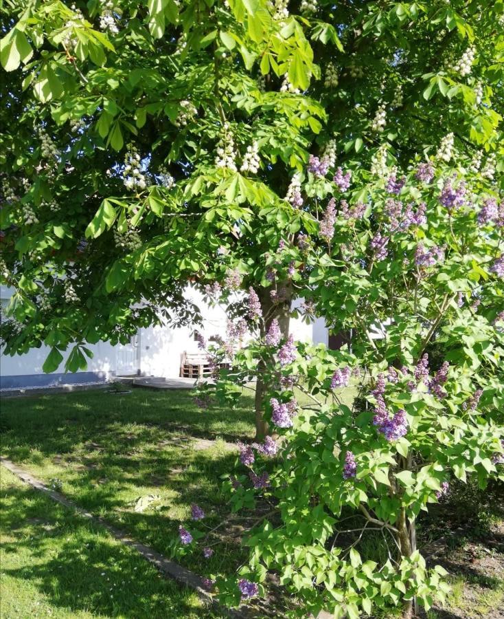 Ferienwohnung Lodig Gross Sarchen Buitenkant foto